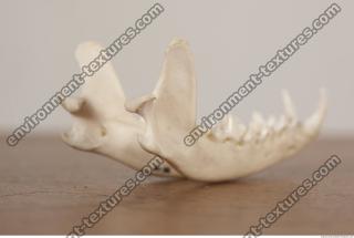 photo reference of skull 0046